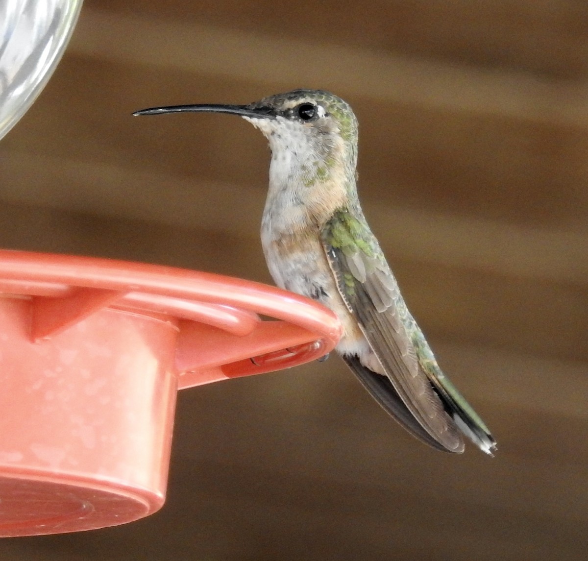 Rufous Hummingbird - ML595036211