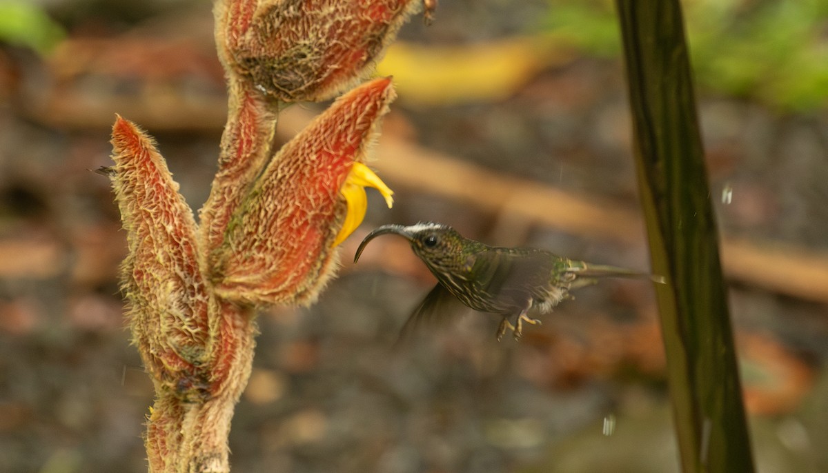 kolibřík orlozobec - ML595037011