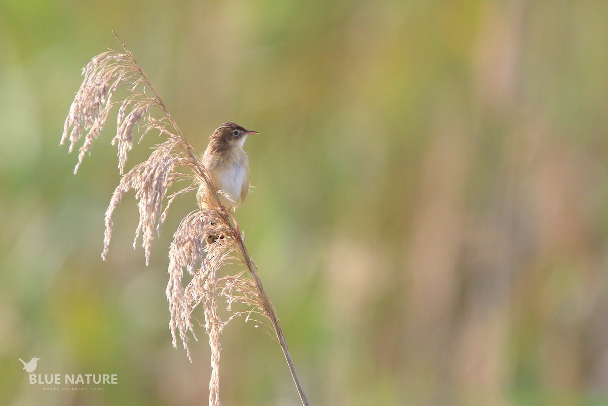 Zitting Cisticola - José María De La Peña