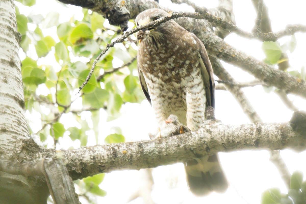 Broad-winged Hawk - ML595037331