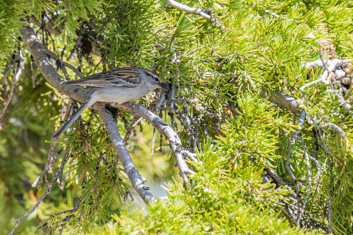 Chipping Sparrow - ML595037521