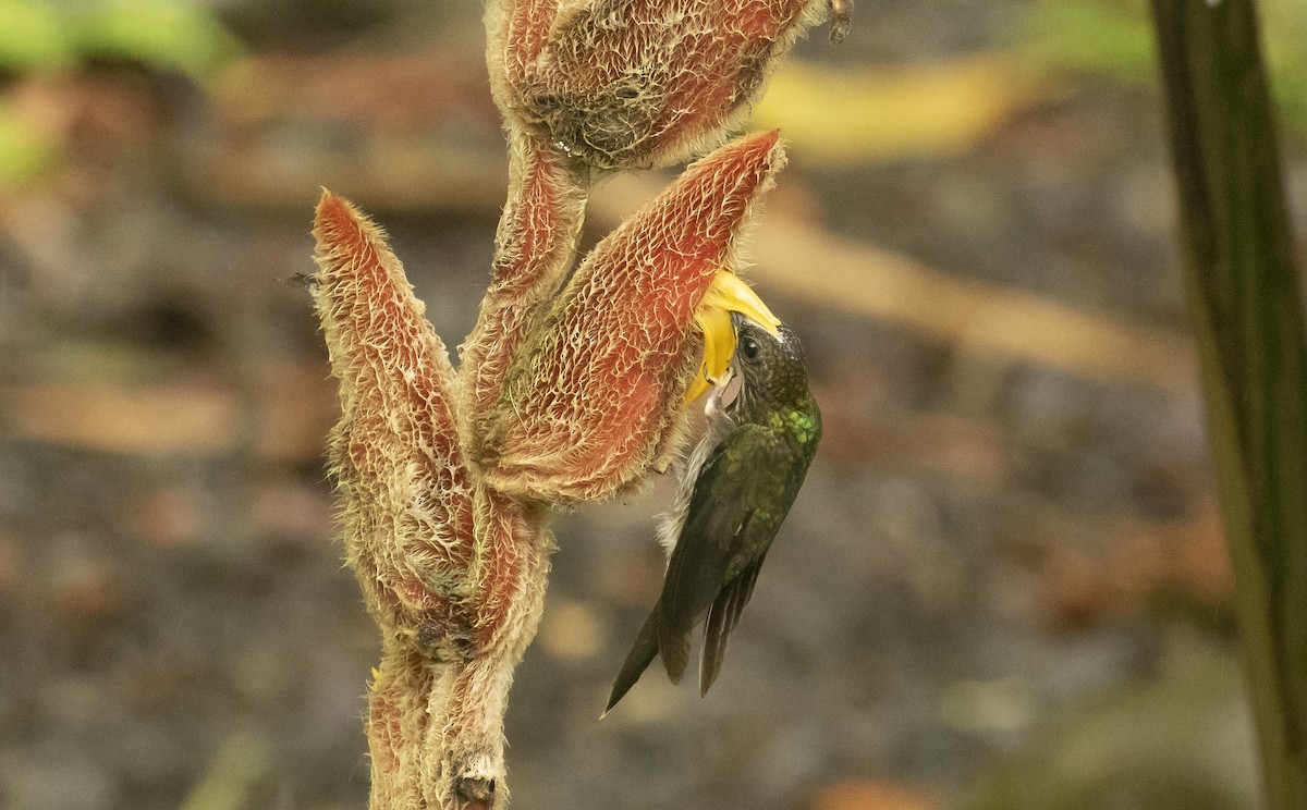 White-tipped Sicklebill - ML595037571