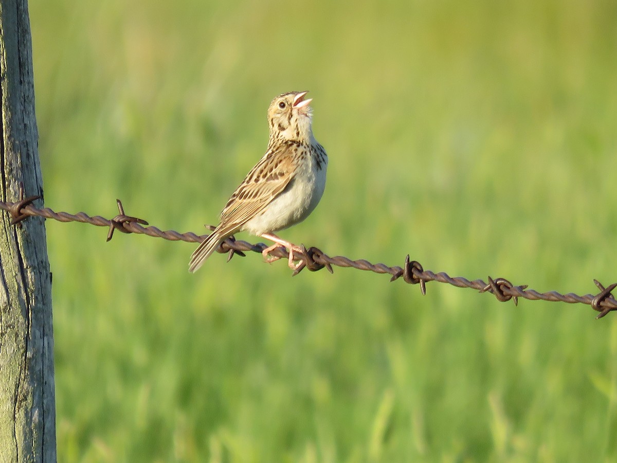 Baird's Sparrow - ML595038271