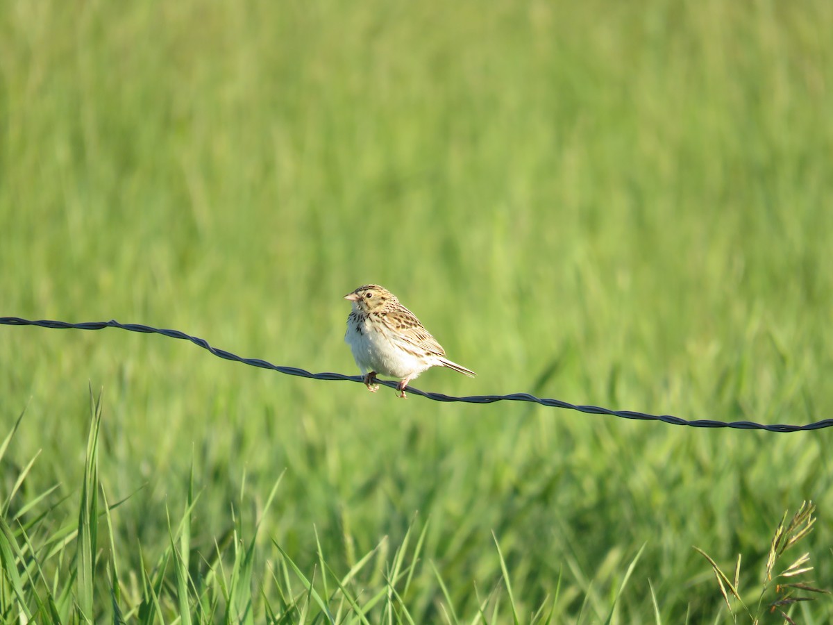 Baird's Sparrow - ML595038281