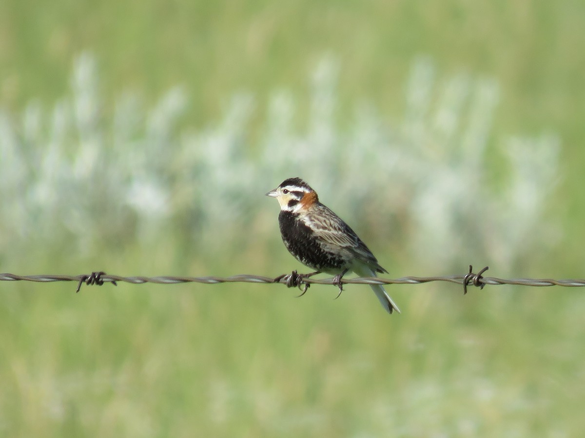 Chestnut-collared Longspur - ML595038511