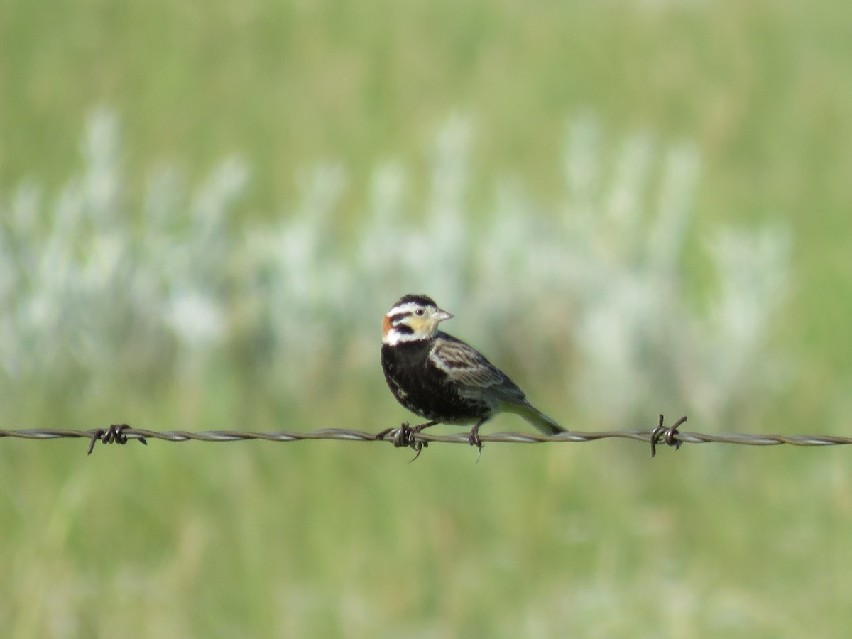 Chestnut-collared Longspur - ML595038521
