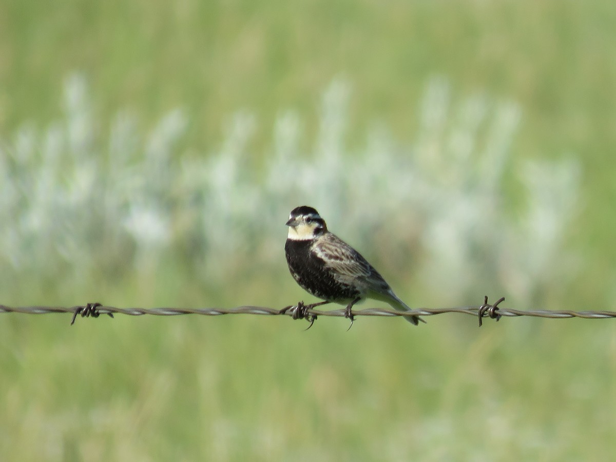 Chestnut-collared Longspur - ML595038531