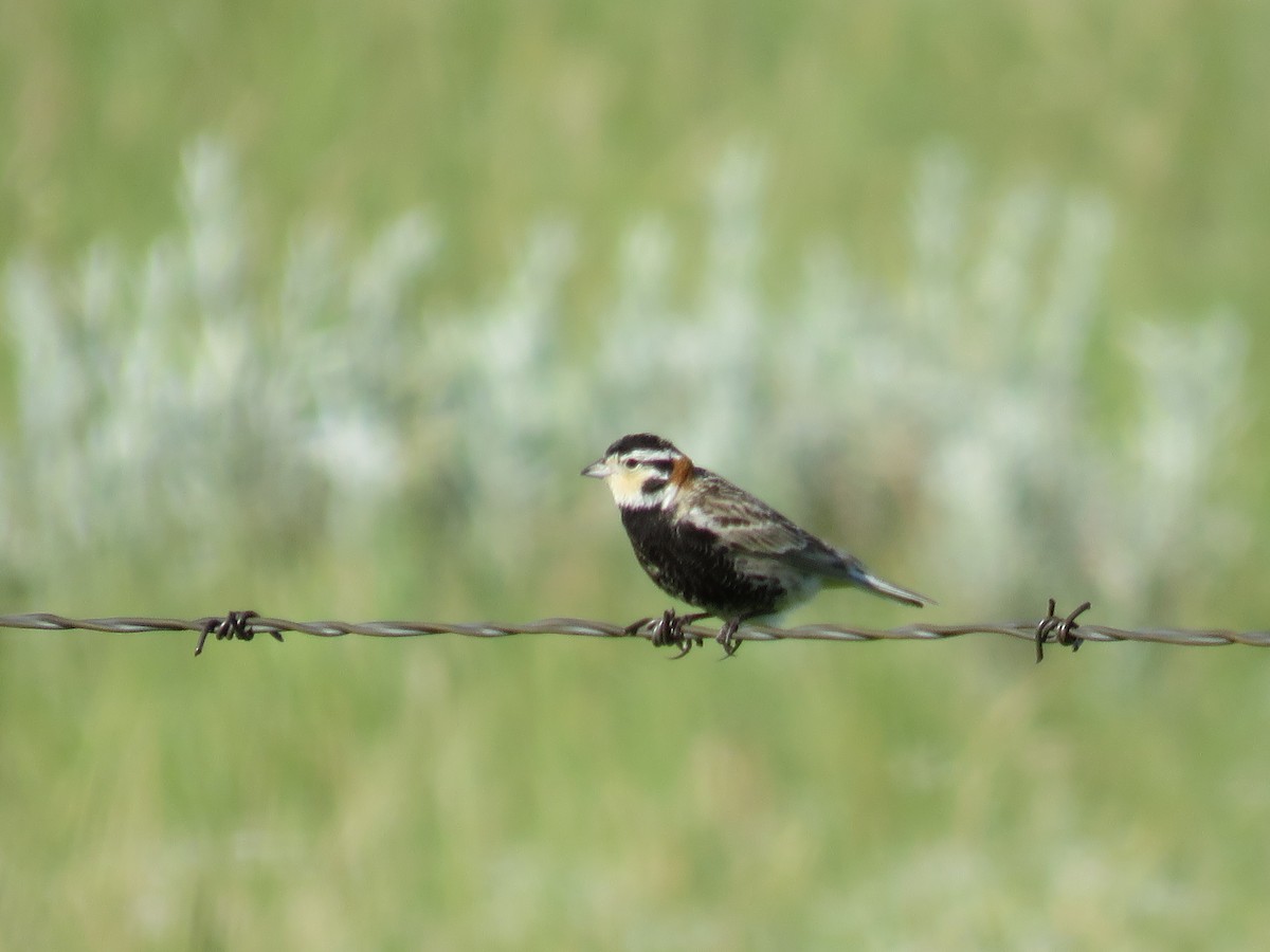 Chestnut-collared Longspur - ML595038541