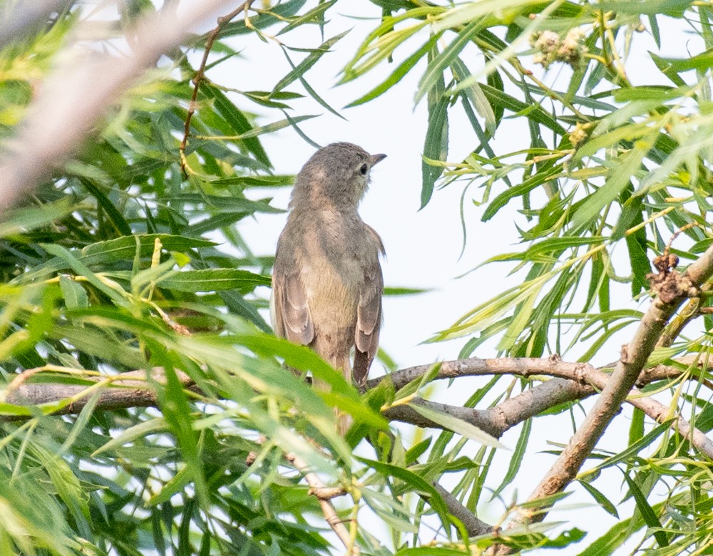 Warbling Vireo (Eastern) - ML595038731