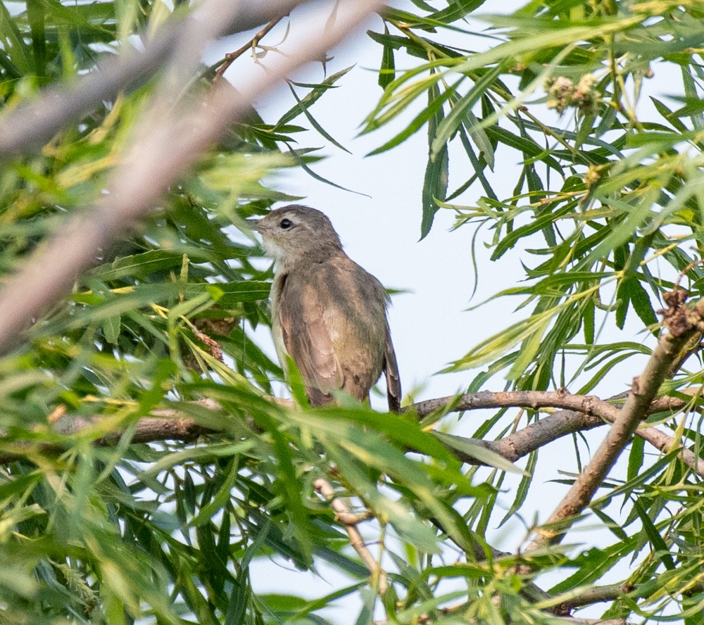 Warbling Vireo (Eastern) - ML595038741
