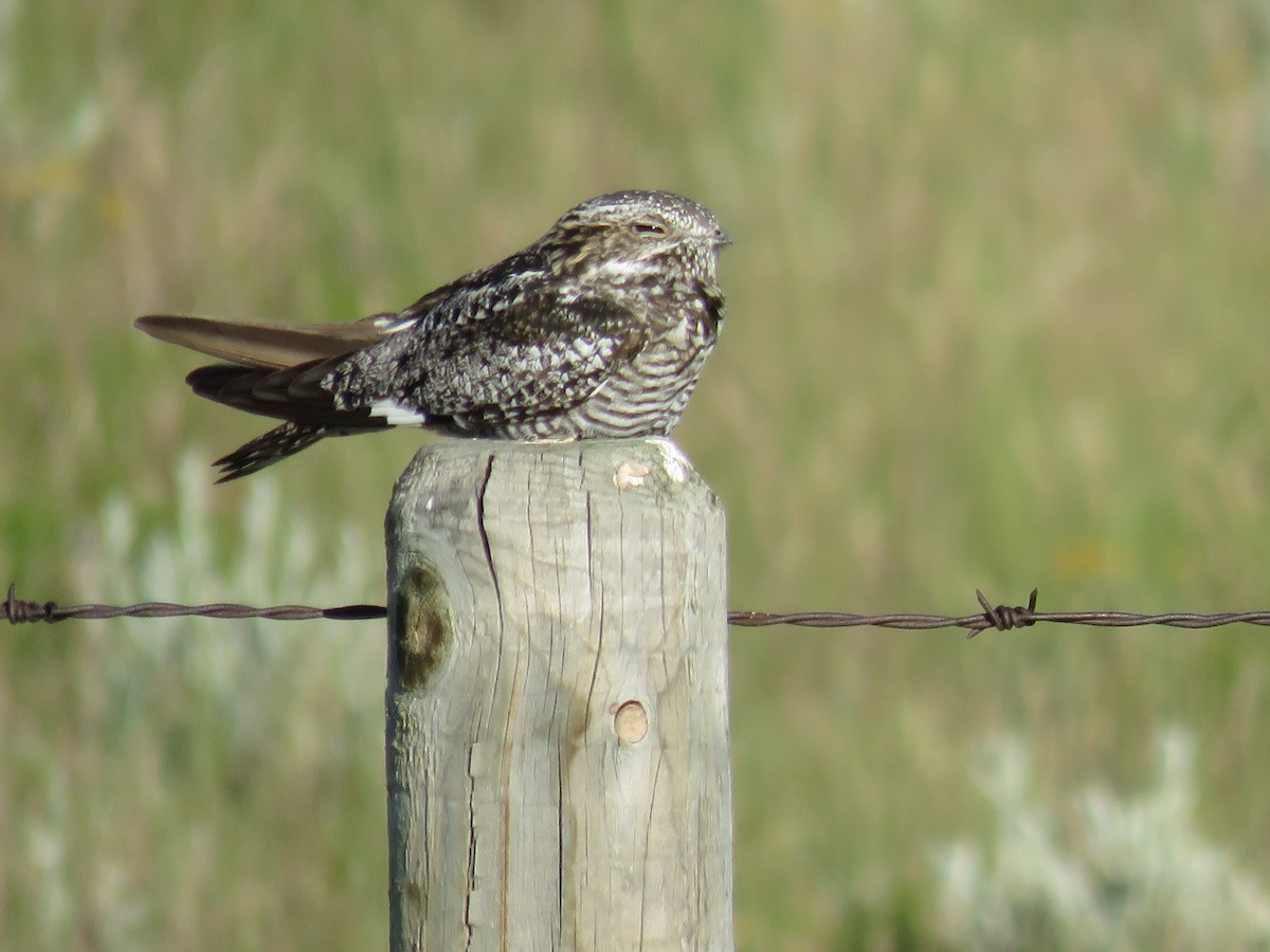 Common Nighthawk - ML595038771