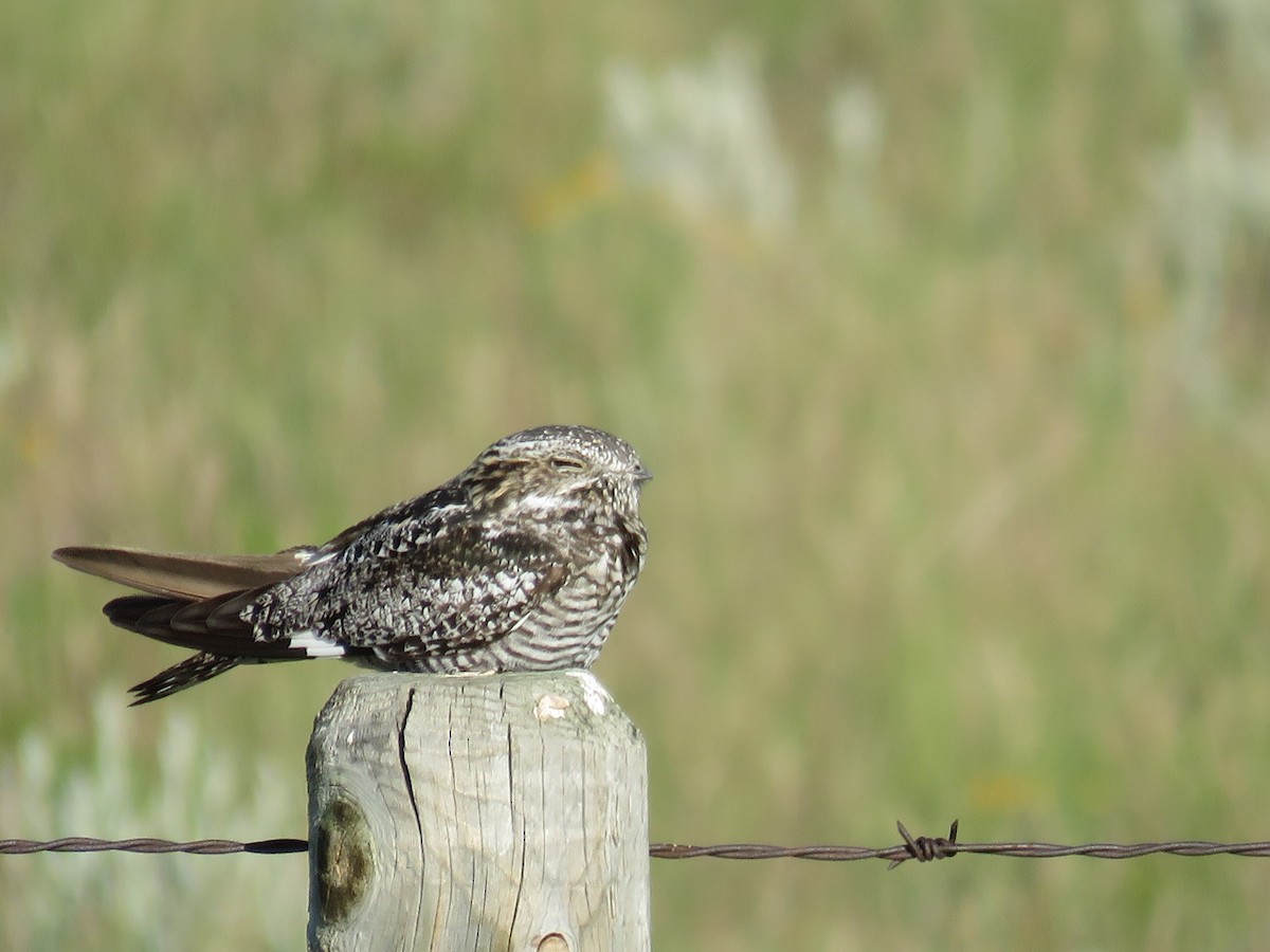 Common Nighthawk - ML595038781