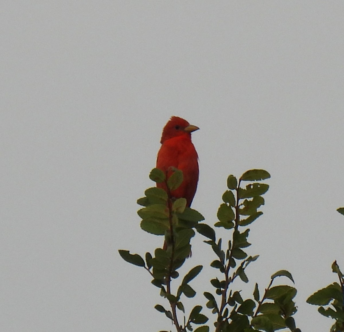 Summer Tanager - Shelia Hargis