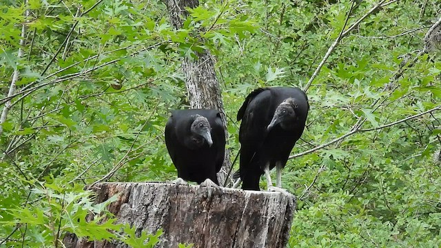 Urubu noir - ML595039731