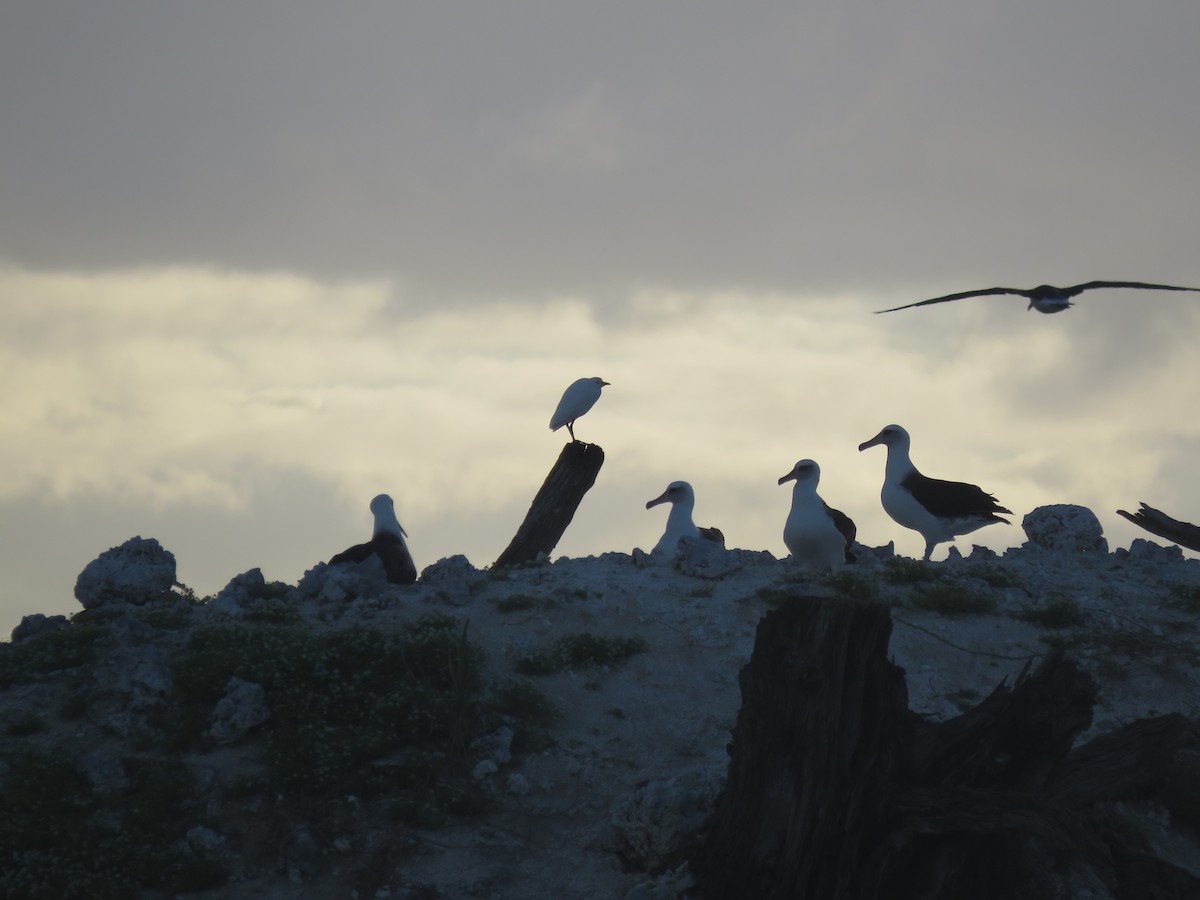 Western/Eastern Cattle Egret - ML595040131