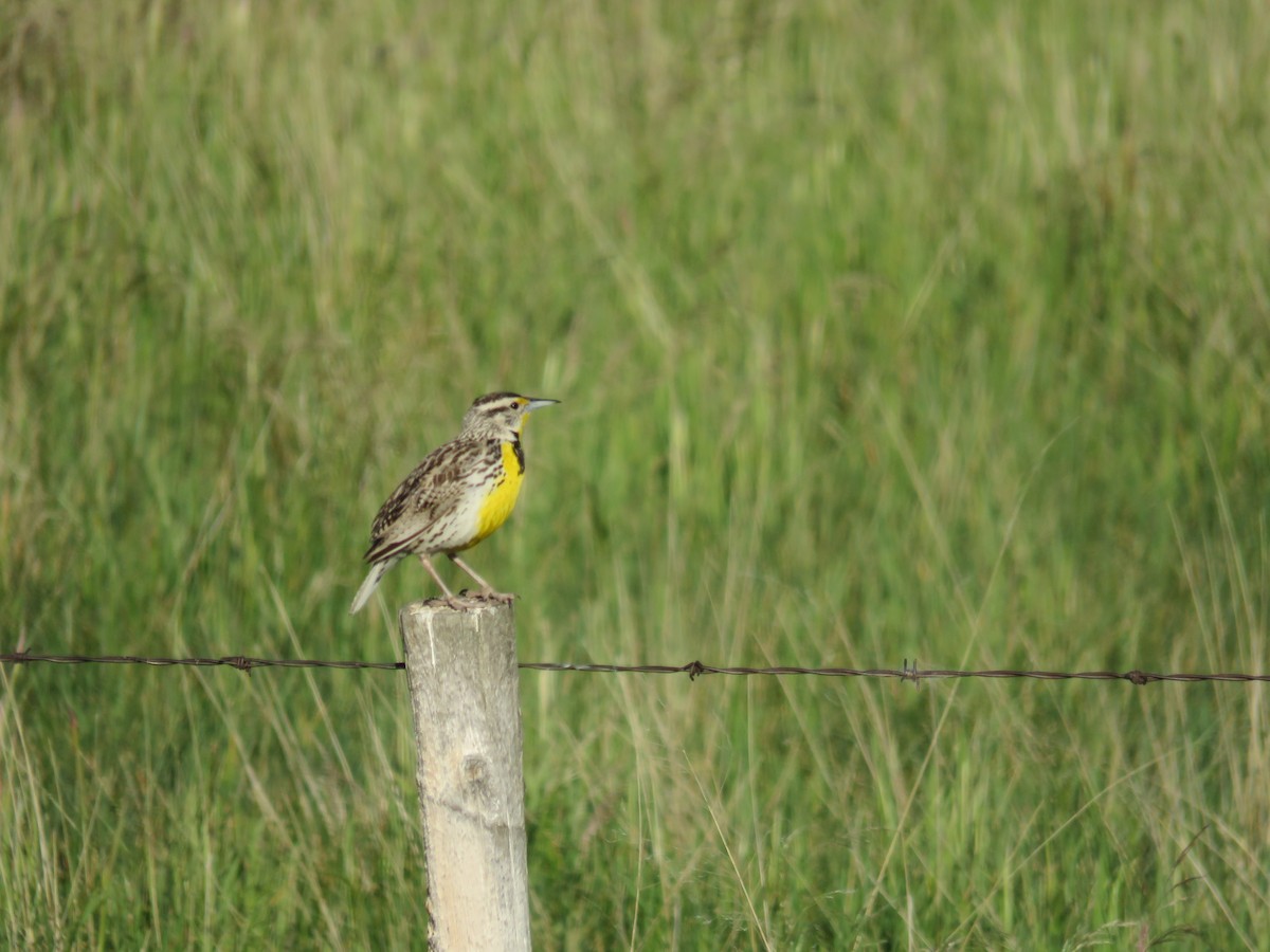 Western Meadowlark - ML595040201