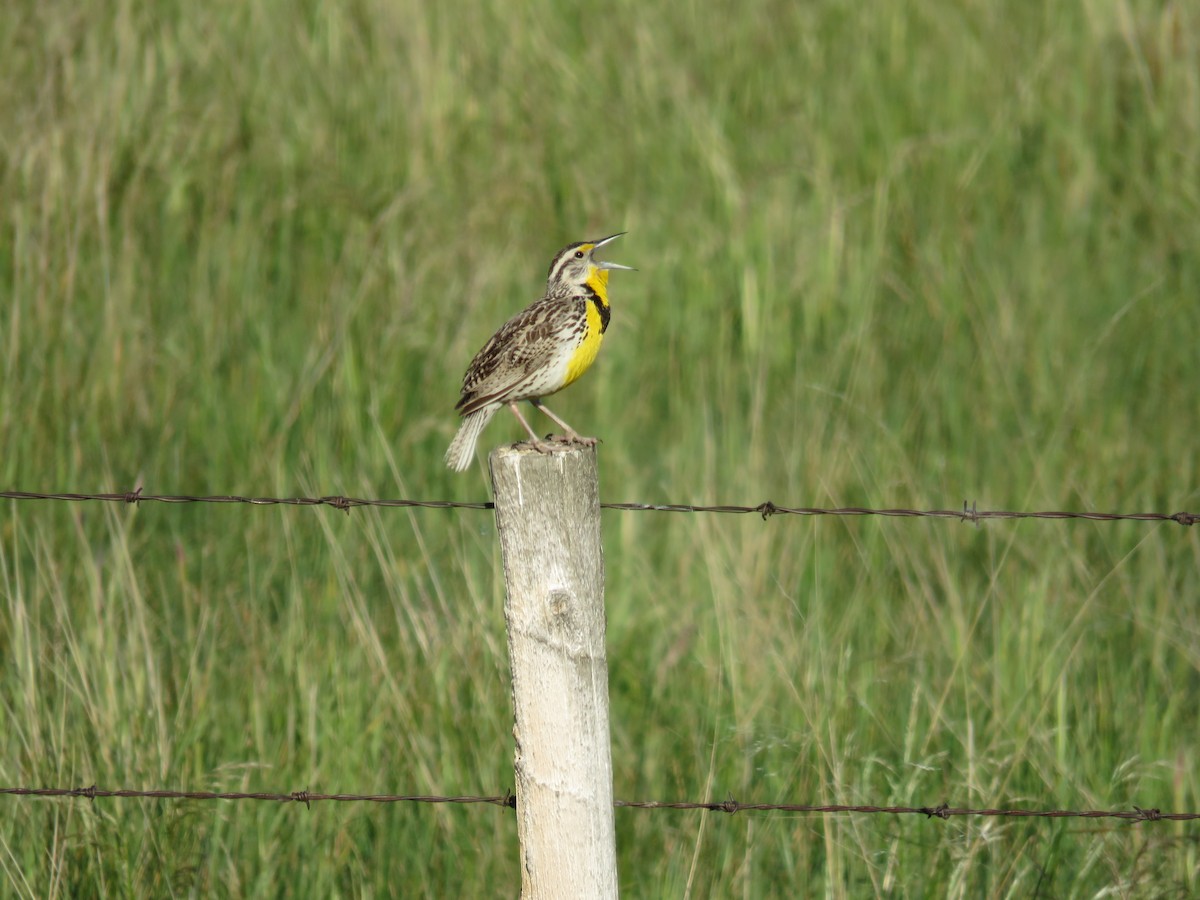 Western Meadowlark - ML595040211