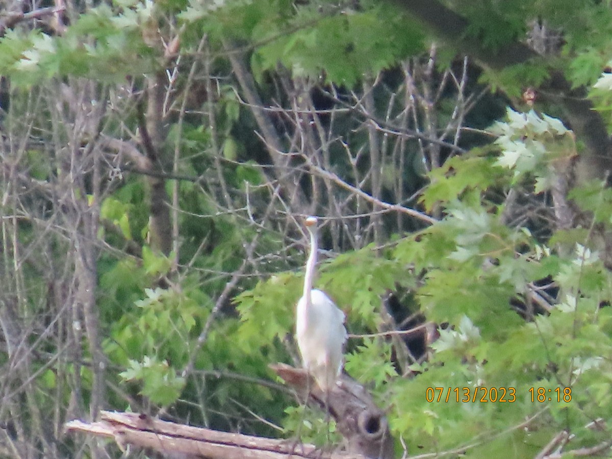 Great Egret - ML595040851