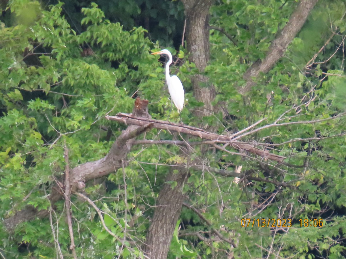 Great Egret - ML595040861