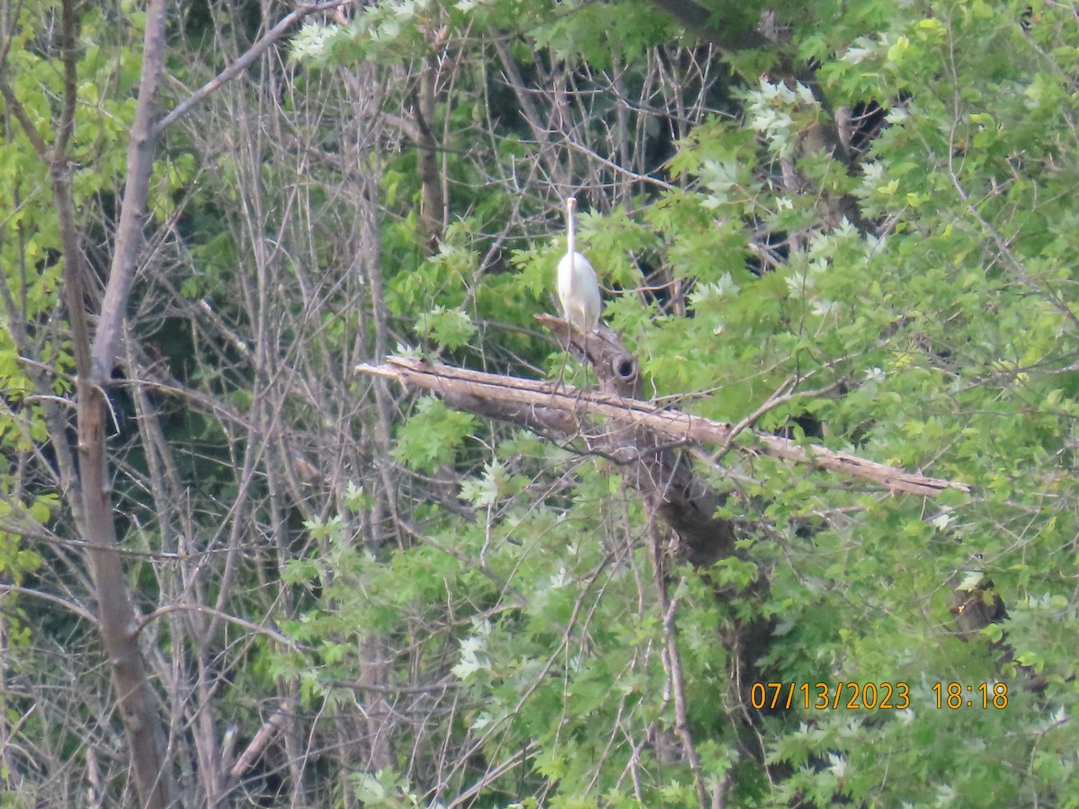 Great Egret - ML595040871