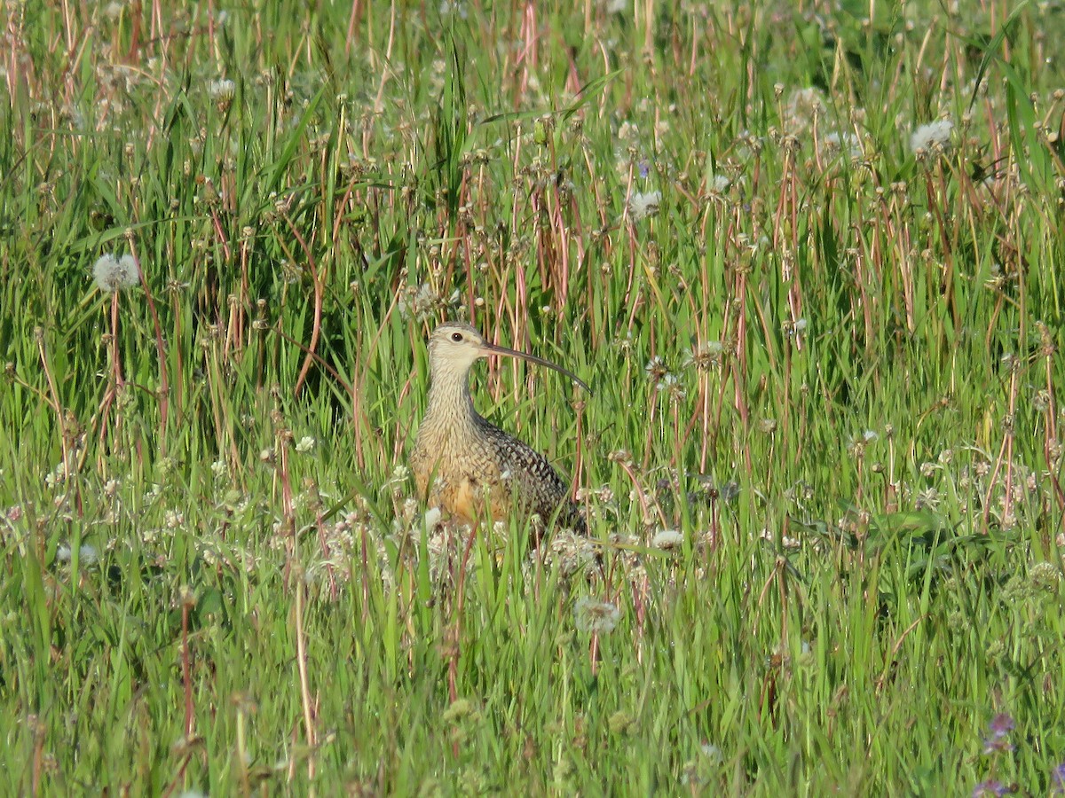 Long-billed Curlew - ML595041841