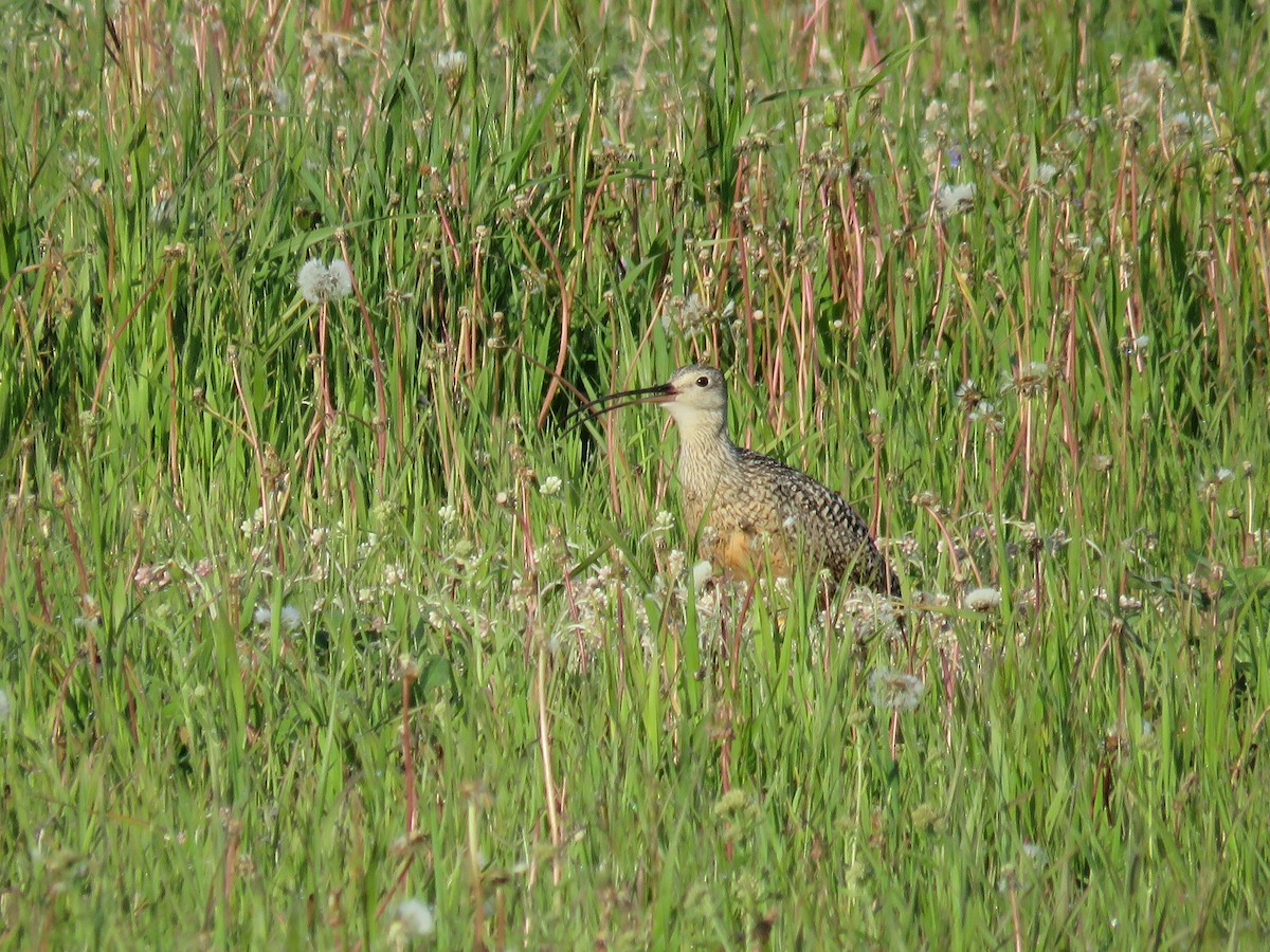 Long-billed Curlew - ML595041851