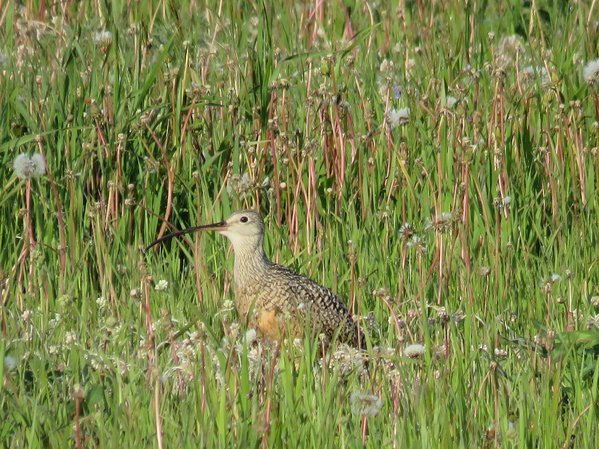 Long-billed Curlew - ML595041861