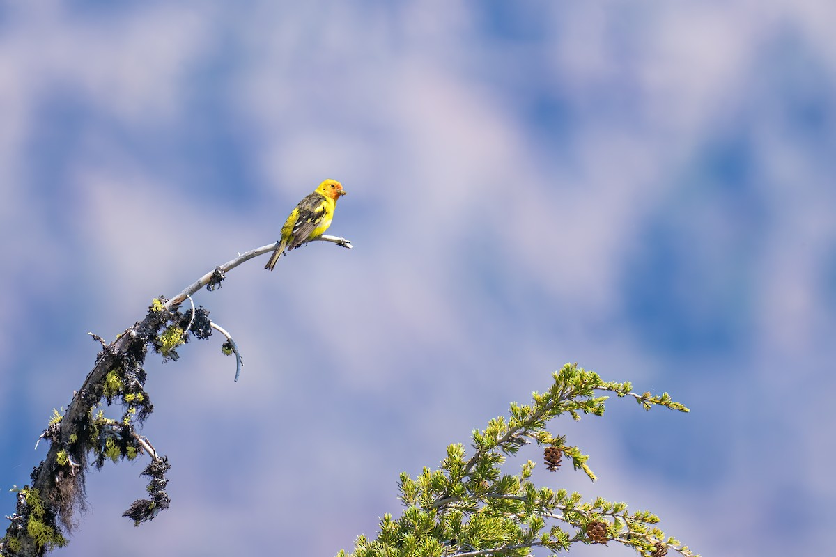 Western Tanager - Matt Saunders