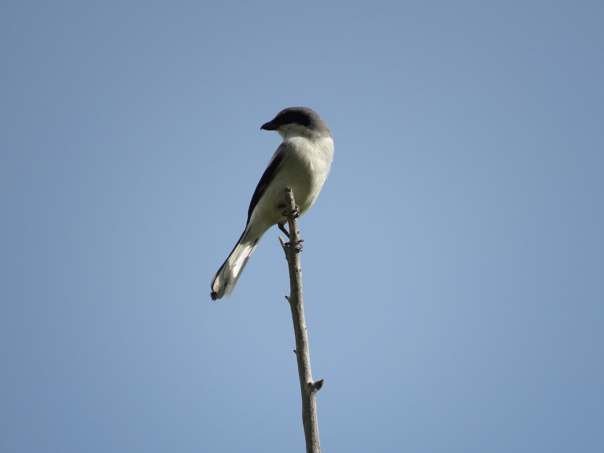 Loggerhead Shrike - ML595043371