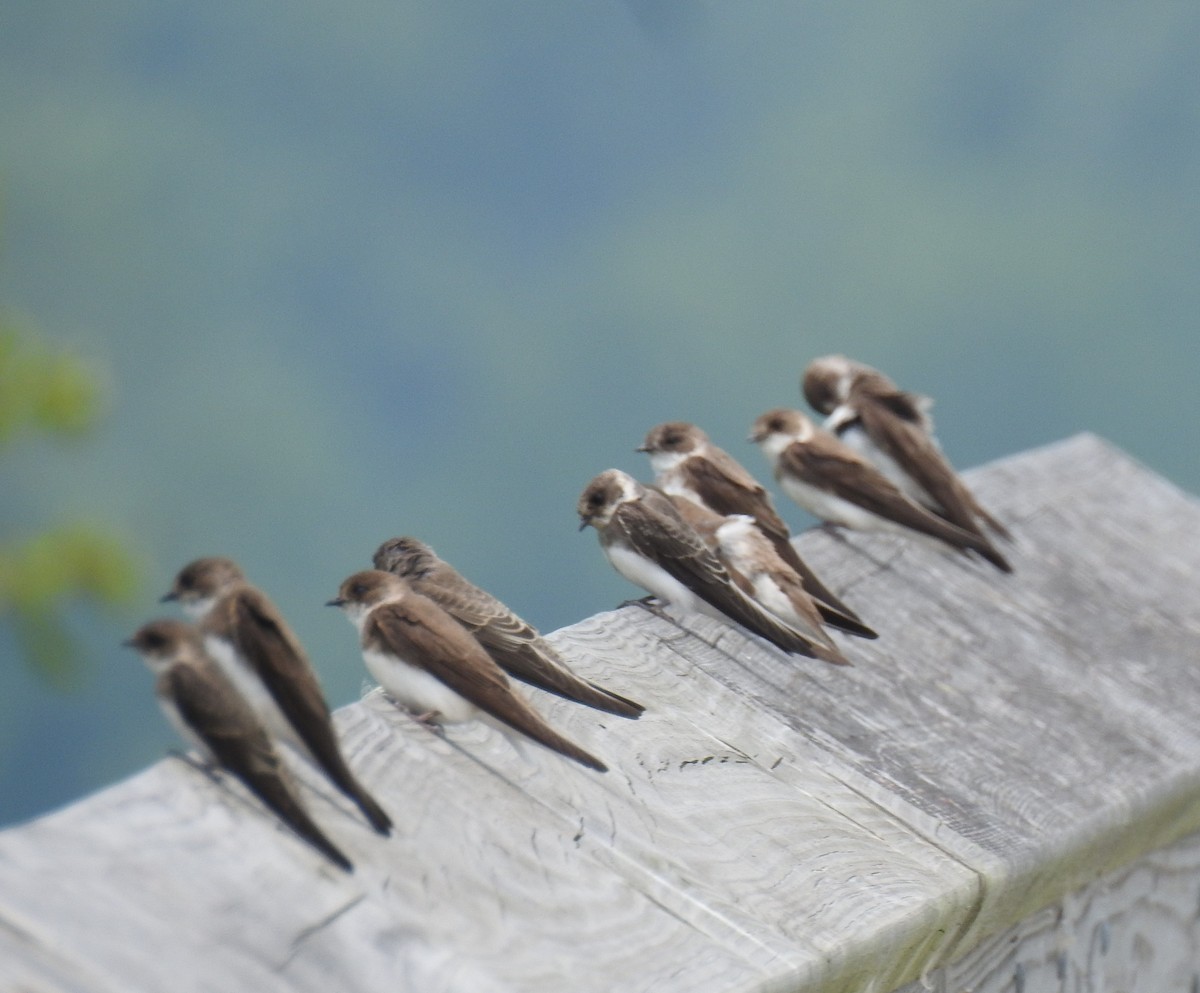 Northern Rough-winged Swallow - ML595044121