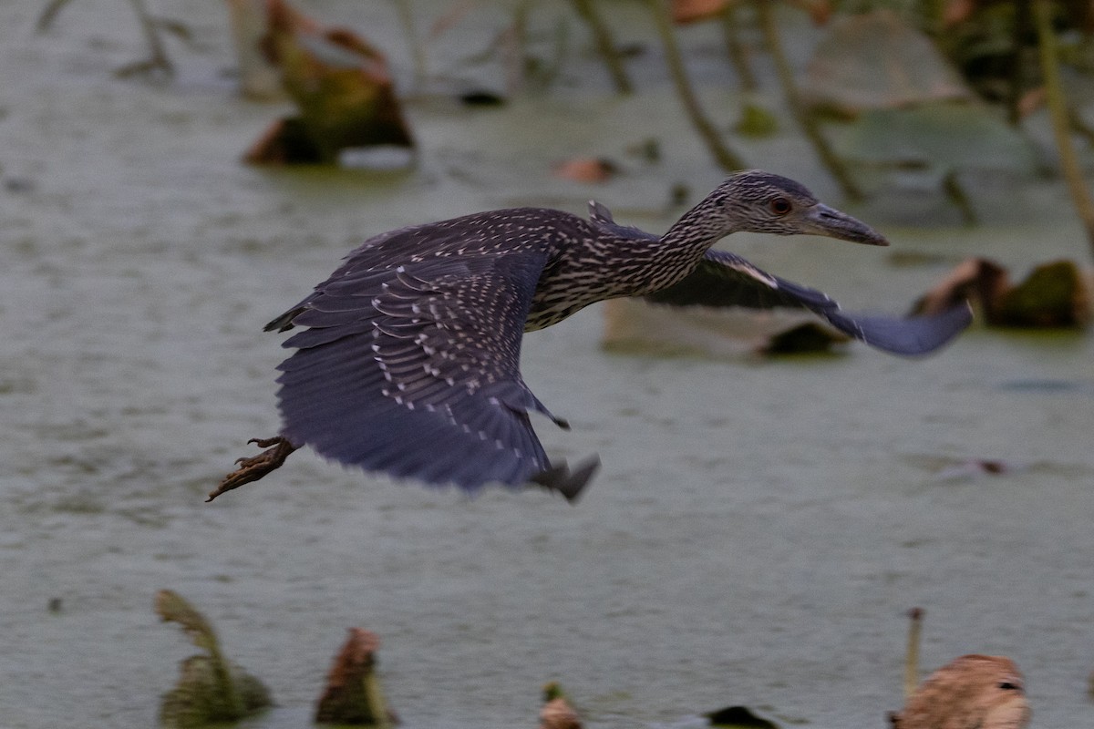 Yellow-crowned Night Heron - ML595045981