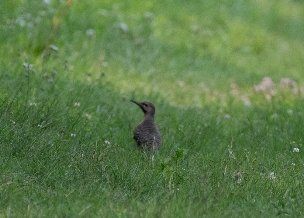 Northern Flicker - ML595046381