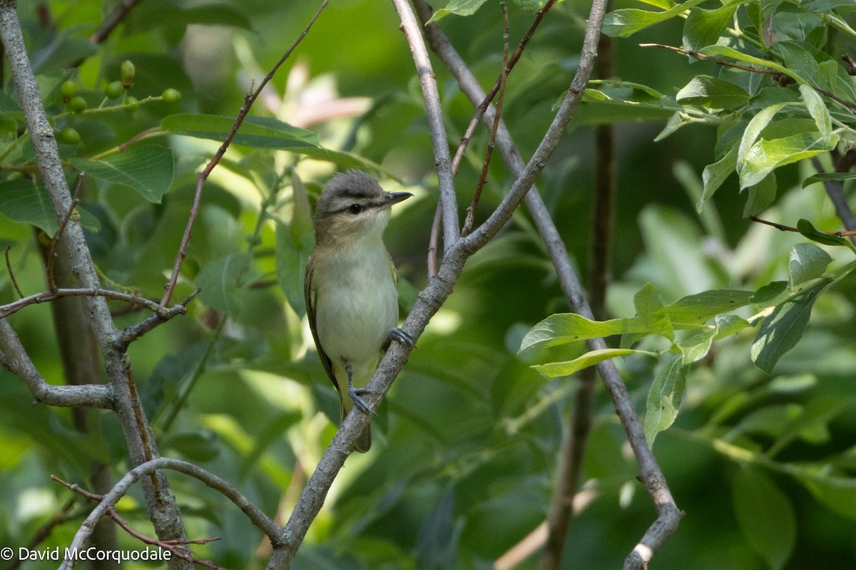 Red-eyed Vireo - David McCorquodale