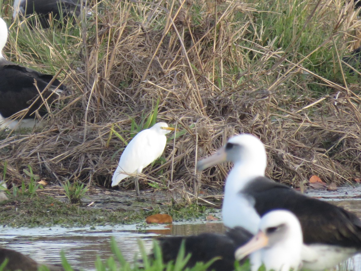 Western/Eastern Cattle Egret - ML595047641