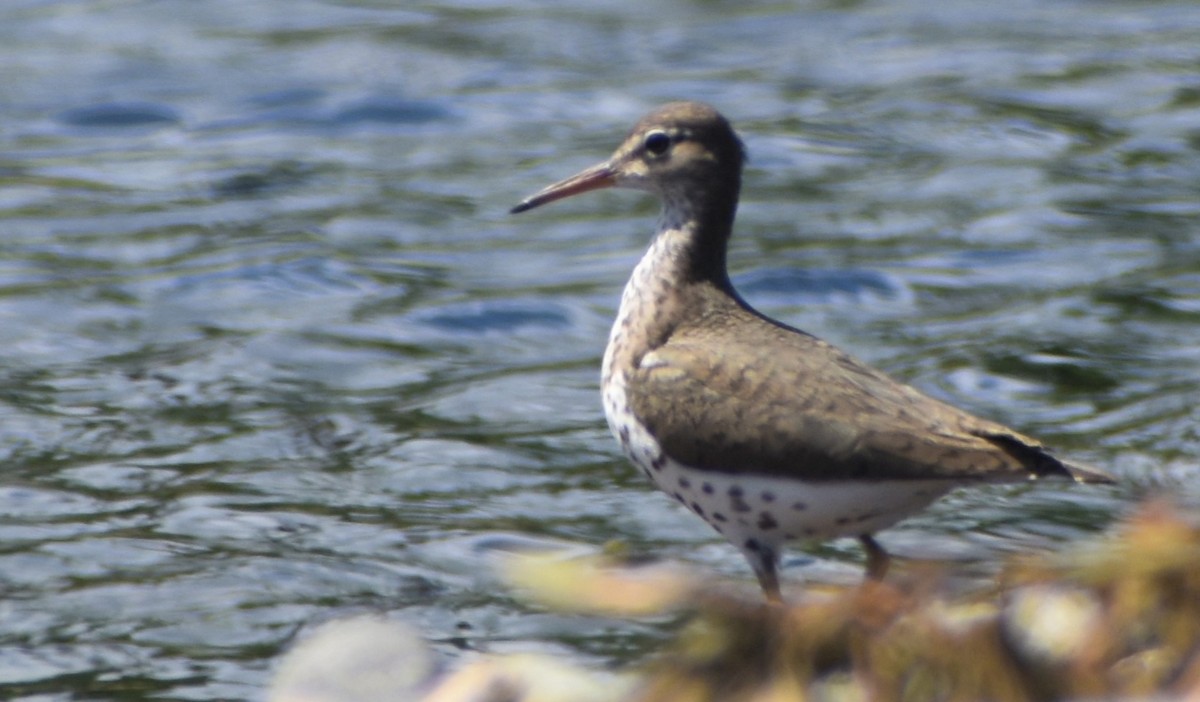 Spotted Sandpiper - ML595047651