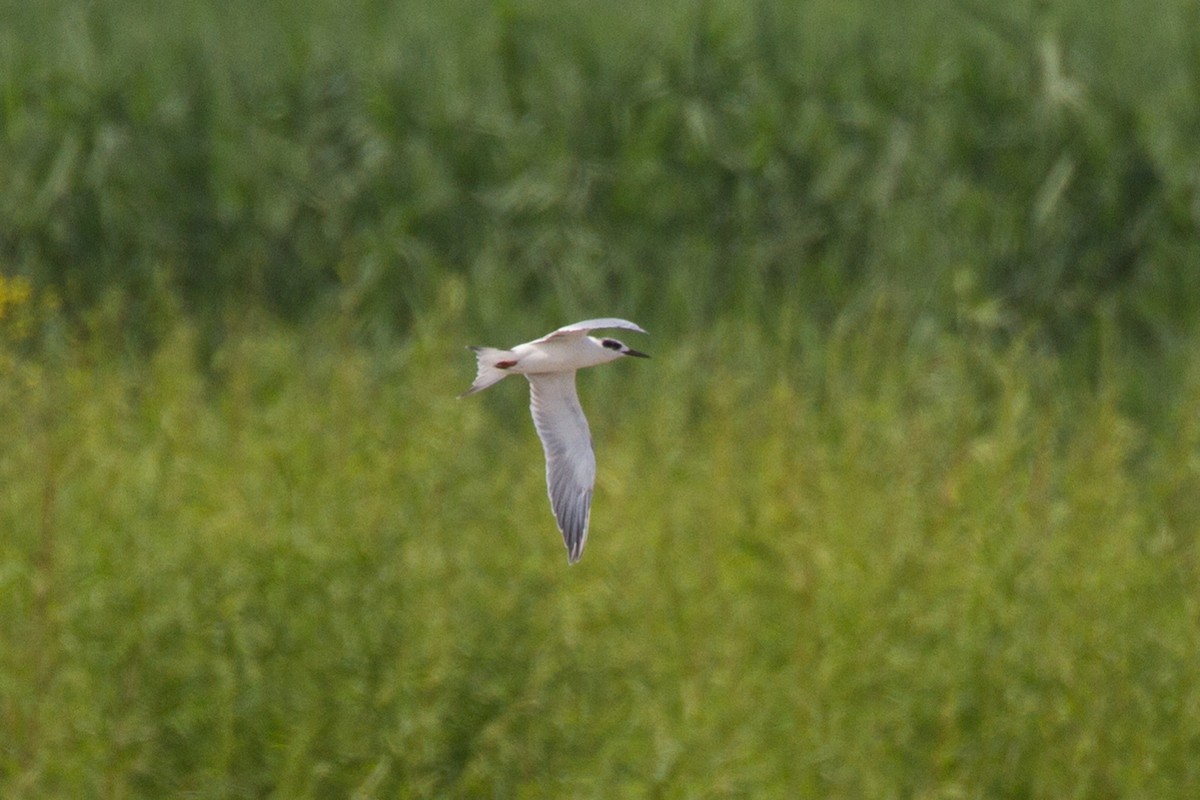 Forster's Tern - Griffin Richards