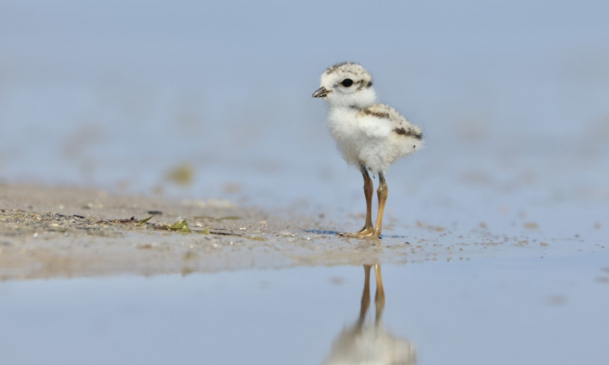 Piping Plover - ML595047931