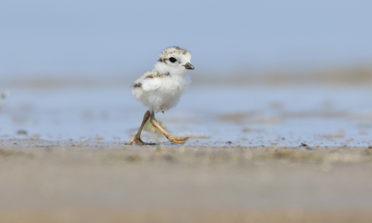 Piping Plover - ML595047951