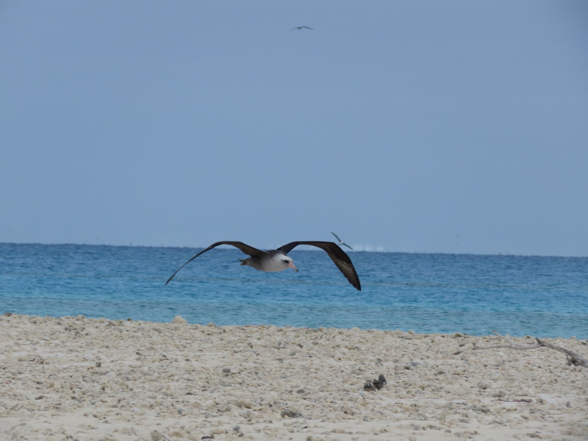 Laysan x Black-footed Albatross (hybrid) - ML595048651