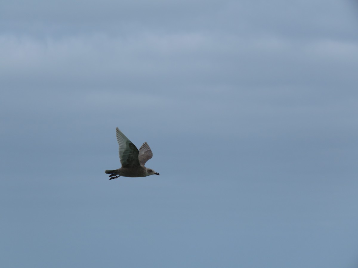 Glaucous-winged Gull - Curtis Mahon