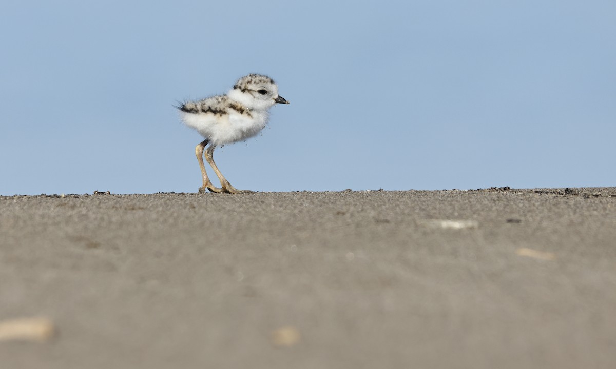 Piping Plover - ML595048861
