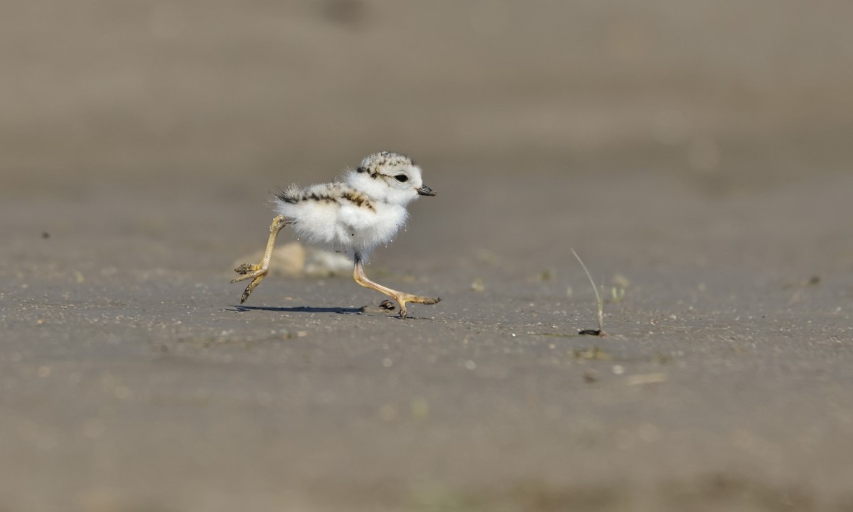 Piping Plover - ML595048871