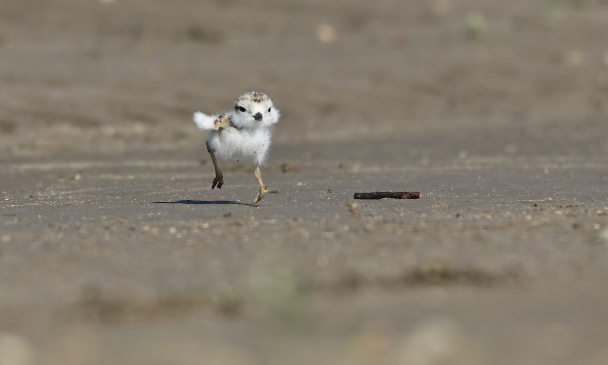 Piping Plover - ML595048881