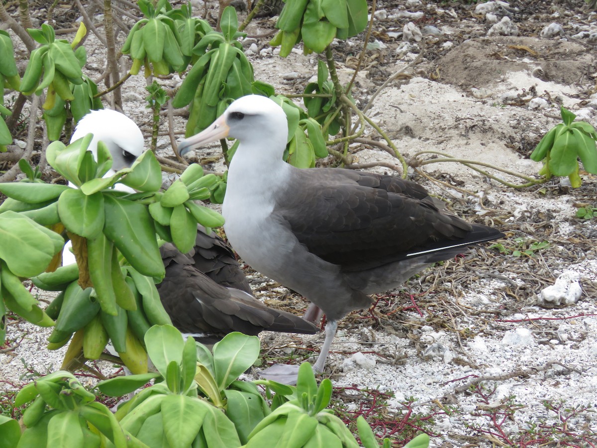 Laysan x Black-footed Albatross (hybrid) - ML595048891