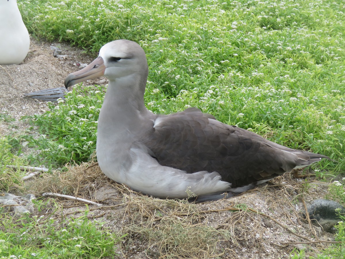 Laysan x Black-footed Albatross (hybrid) - ML595048941