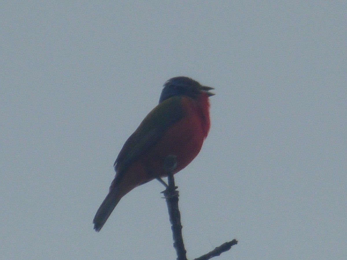 Painted Bunting - ML595049221