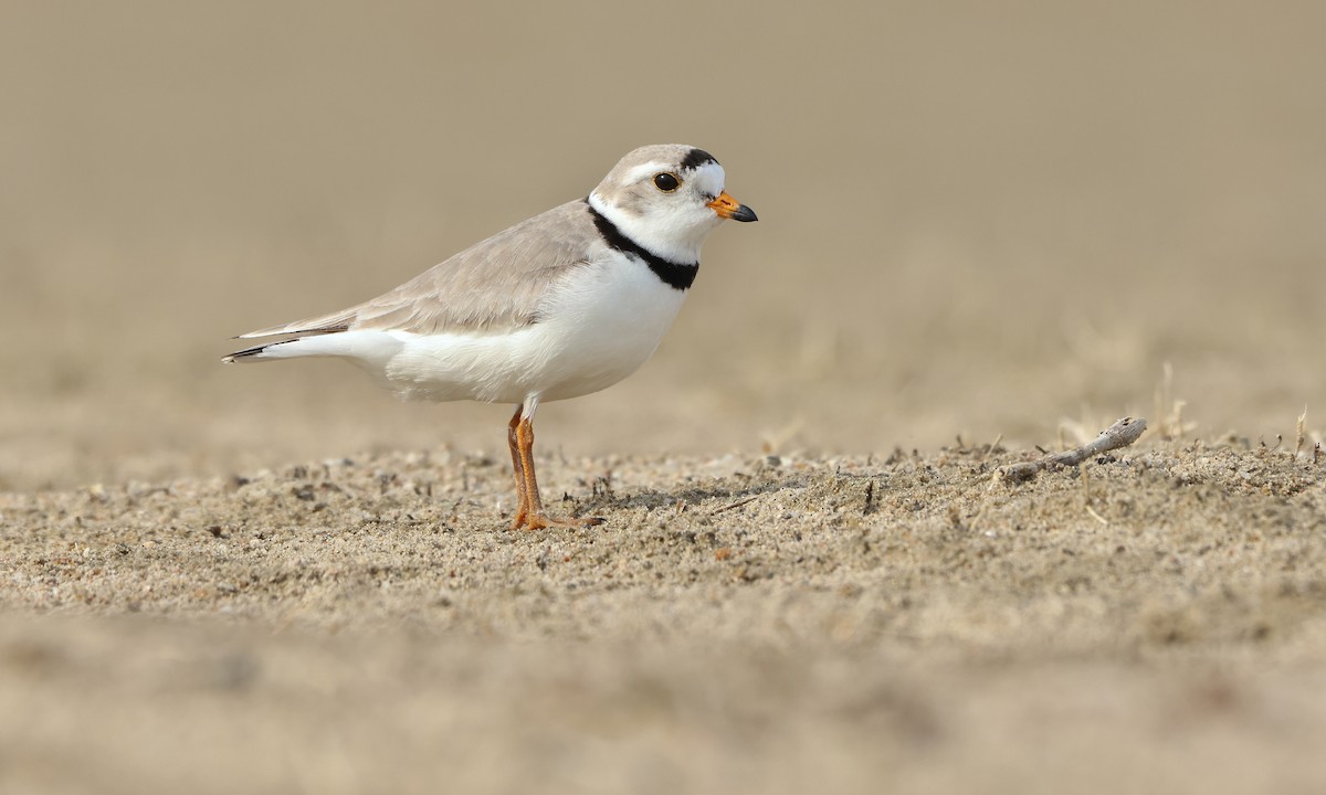 Piping Plover - ML595049881