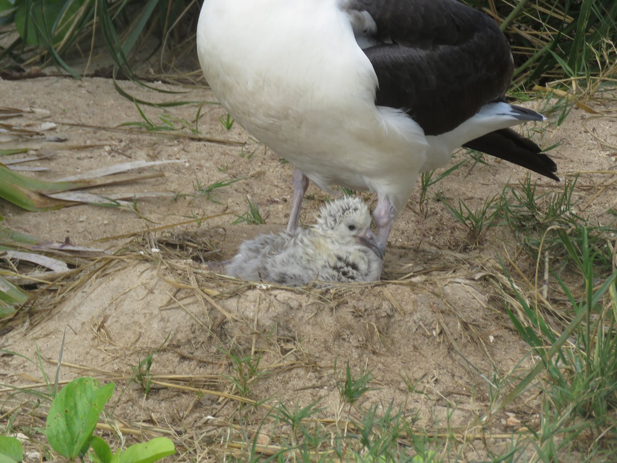 Laysan Albatross - Curtis Mahon