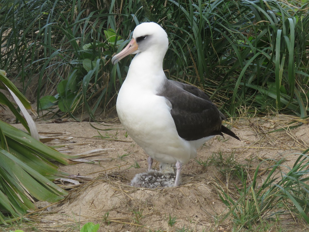 Albatros de Laysan - ML595049911