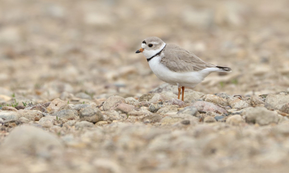 Piping Plover - ML595049931